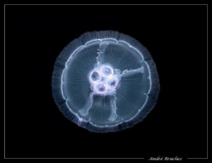 plongée de nuit, "balet de la méduse" by André Bruchez 